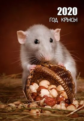 Обои с крысой для телефона