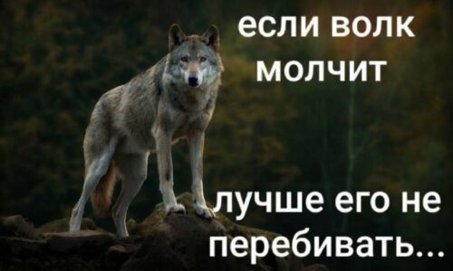 Если волк молчи, лучше его не перебивать