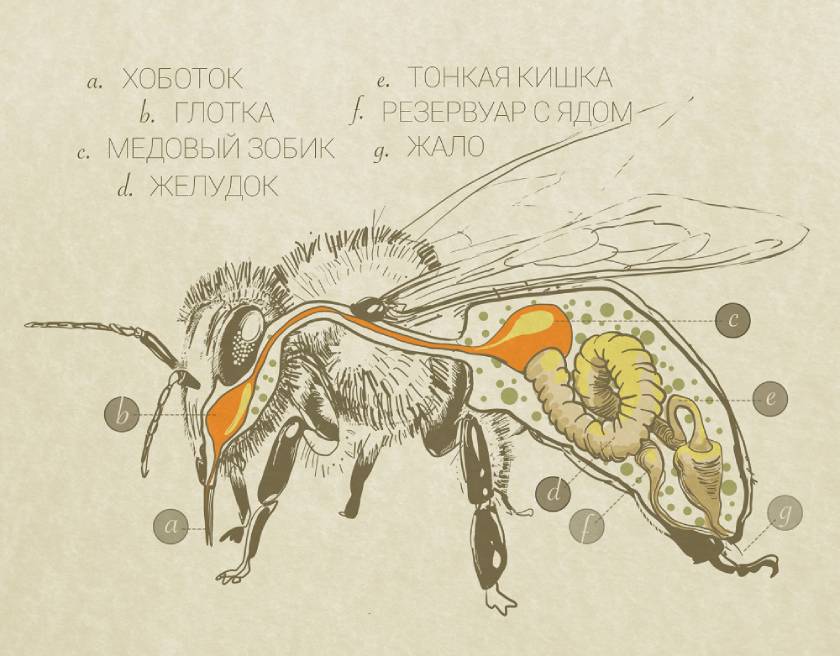 Как устроены медообразующие органы пчелы