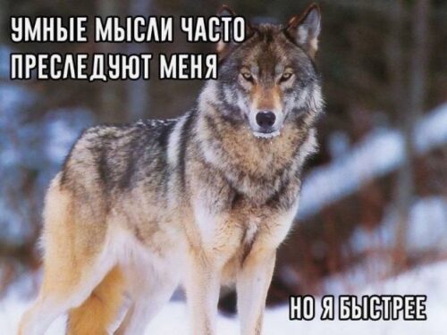 Умные мысли часто преследуют меня, но я быстрее